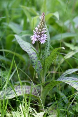 Dactylorhiza fuchsii Common spotted orchid Bosorchis