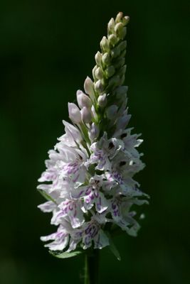 Dactylorhiza fuchsii Common spotted orchid Bosorchis