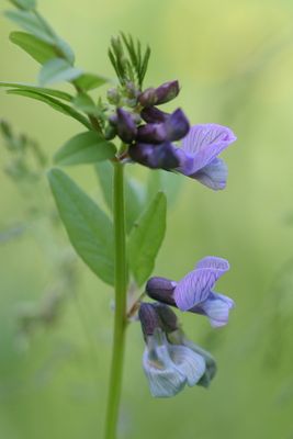 Vicia sepium Bush vetch Heggenwikke