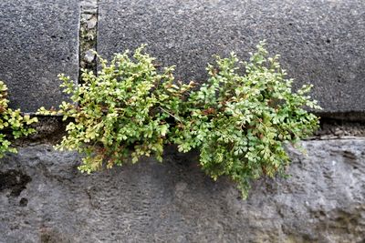 Asplenium ruta-muraria Wall-rue Muurvaren