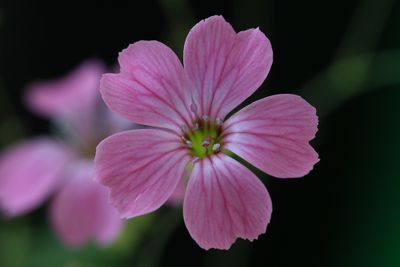 Gypsophila vaccaria / Vaccaria hispanica