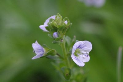Veronica serpylifolia Thyme-leaved speedwell Tijmereprijs