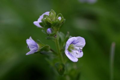 Veronica serpylifolia Thyme-leaved speedwell Tijmereprijs