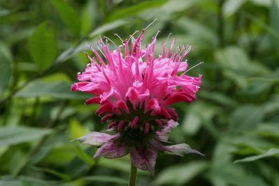 Monarda Bee balm Bergamotplant 