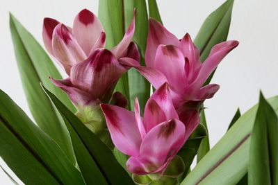 Curcuma alismatifolia Siam tulip