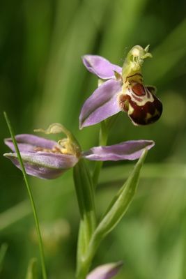 Ophrys apifera Bee orchid Bijenorchis