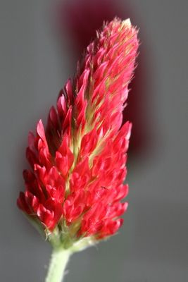 Trifolium incarnatum Crimson clover Inkarnaatklaver