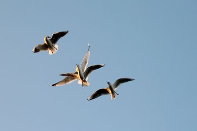 060114_063w.JPG