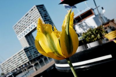 Frayed Edged Tulip Tulp met rafelrandje