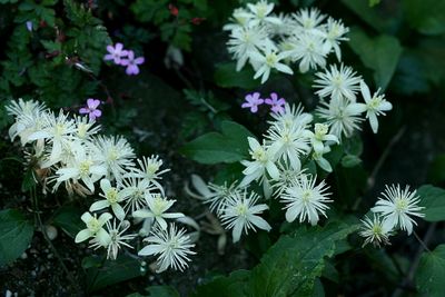 Wild flowers of the Netherlands - New additions