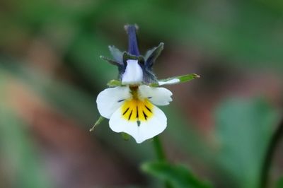 Viola arvensis, Field pansy Akkerviooltje