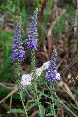 Wild flowers of the Netherlands - New additions