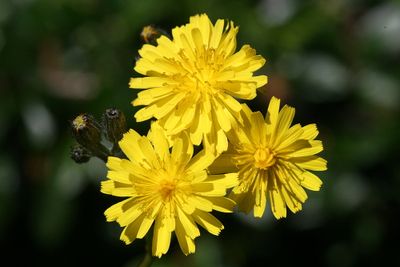 Wild flowers of the Netherlands - New additions