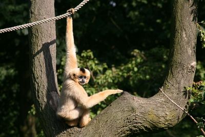 Artis Zoo, Amsterdam