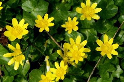 Wild flowers of the Netherlands - New additions