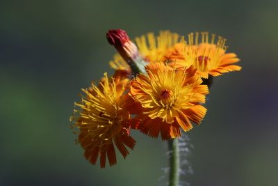 Wild flowers of the Netherlands - New additions