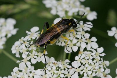 Macrophya montana ♀ 