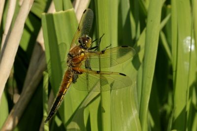 Libellula quadrimaculata Four-spotted chaser Viervlek