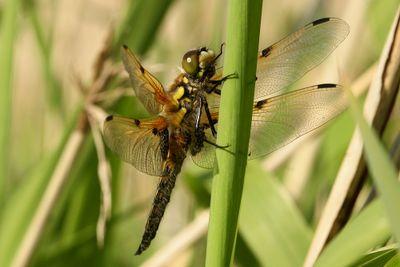 Insecten/Insects