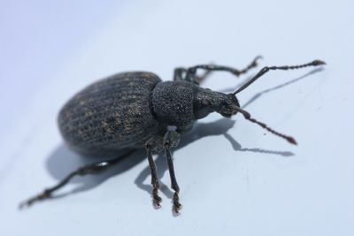 Insecten/Insects