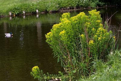 Wild flowers of the Netherlands