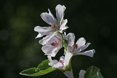 Althaea officinalis Marsh mallow Heemst