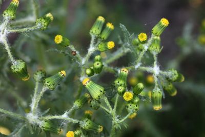 Wild flowers of the Netherlands
