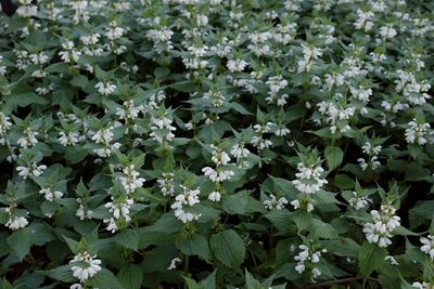 Lamium album White dead-nettle Witte dovenetel