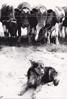 Honden en Katten / Cats and Dogs