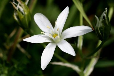 Ornithogalum umbellatum Star-of-Bethlehem Gewone vogelmelk