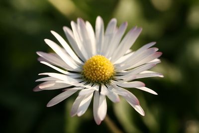 Wild flowers of the Netherlands