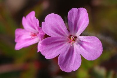 Wild flowers of the Netherlands