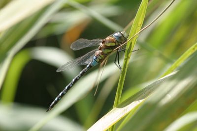 Aeshna Mixta Migrant Hawker Paardenbijter