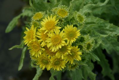 Tephseris palustrisMarsh fleawort moerasandijvie