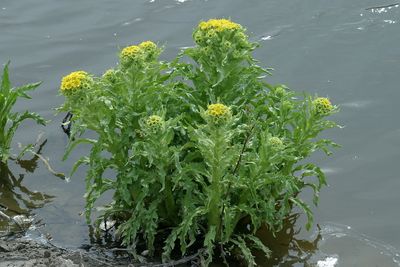 Tephseris palustrisMarsh fleawort moerasandijvie