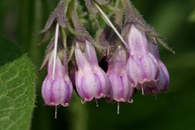 Symphytum officinaleComfreyGewone smeerwortel