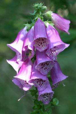 Digitalis purpureaFoxgloveGewoon Vingerhoedskruid