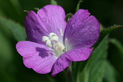 Epilobium HirsutumHairy willow-herb Harig wilgenroosje