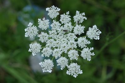 Daucus carrotaWild carrot aka Queen Anne's Lace Peen