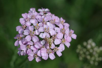 Achillea millefolium Common yarrow Gewoon duizendblad