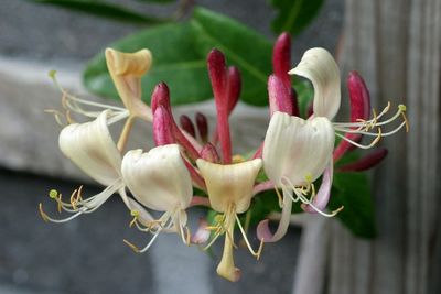 Lonicera periclymenumHoneysuckle Wilde kamperfoelie