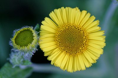 Pulicaria dysenterica Fleabane Heelblaadjes