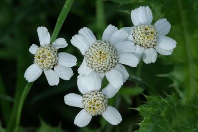 Achillea ptarmica Sneezewort Wilde bertram