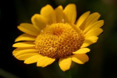 Anthemis tinctoriaGolden margueriteGele kamille