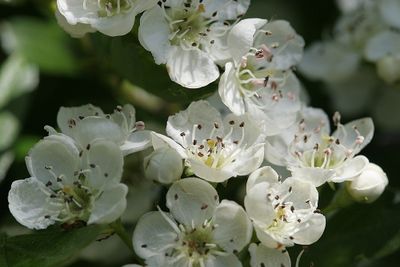 Crataegus monogyna Common Hawthorn Eenstijlige meidoorn