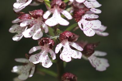 Orchis purpurea HudsonPurperorchis