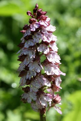 Orchis purpurea HudsonPurperorchis