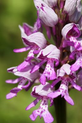Orchis militarisSoldaatje