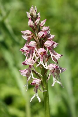 Orchiaseras spurium (Aceras anthropophorum x Orchis militaris)