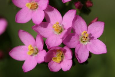 Centaurium erythraea  Common centaury  Echt duizendguldenkruid  